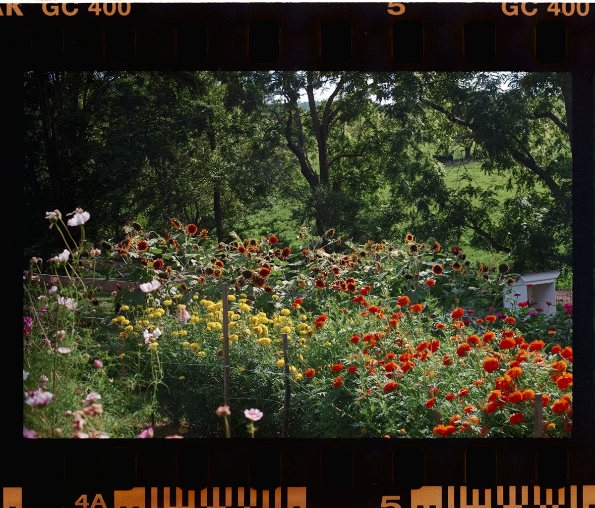 A vibrant garden filled with colorful flowers and greenery. related to Enhancing Your Garden with Flower Bed Fencing