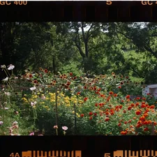 A vibrant garden filled with colorful flowers and greenery. related to Enhancing Your Garden with Flower Bed Fencing