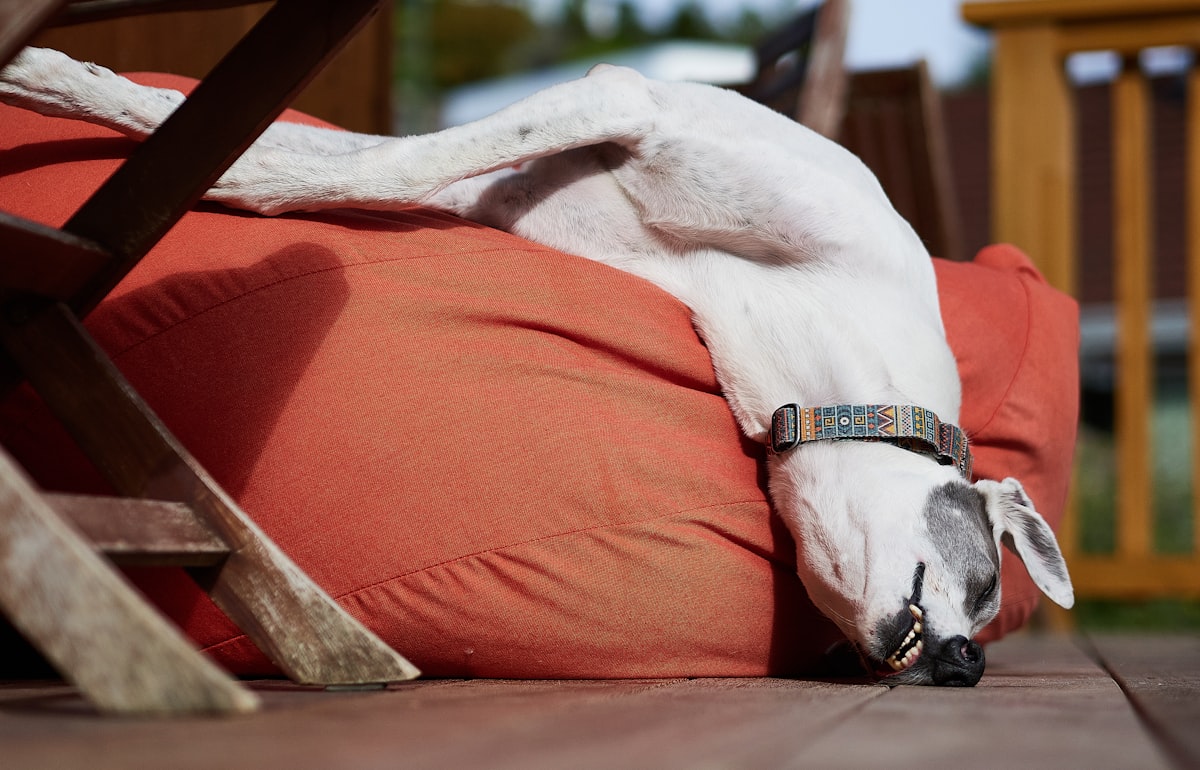 a white dog laying on top of a red pillow related to Top-Rated Outdoor Dog Beds on Amazon