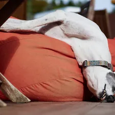 a white dog laying on top of a red pillow related to Top-Rated Outdoor Dog Beds on Amazon