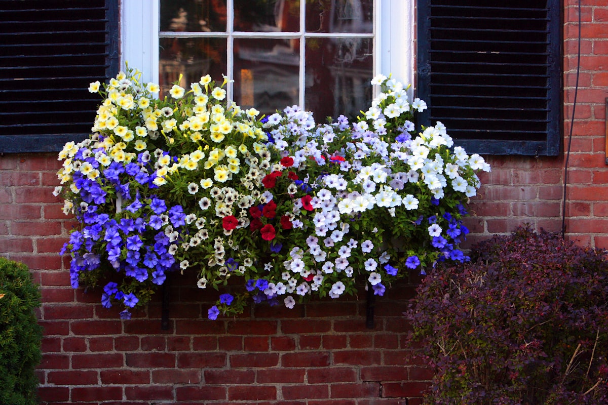 a window box filled with colorful flowers next to a brick building related to Enhancing Your Box Window's Style with Versatile Valances