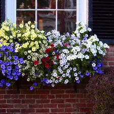 a window box filled with colorful flowers next to a brick building related to Enhancing Your Box Window's Style with Versatile Valances
