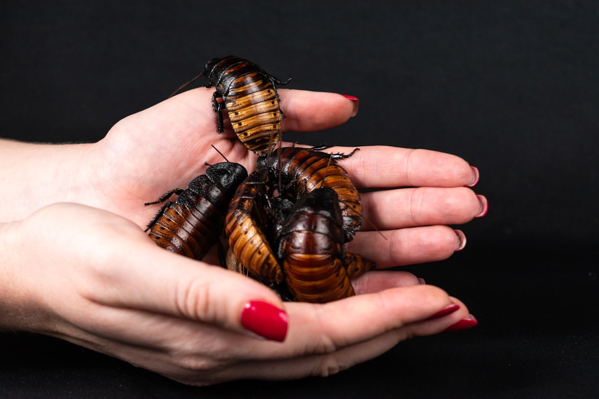 A woman's hands holding three brown and black bugs related to Effective Pest Control Solutions