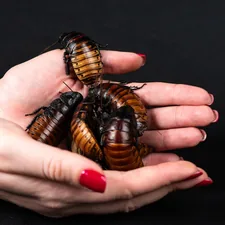 A woman's hands holding three brown and black bugs related to Effective Pest Control Solutions