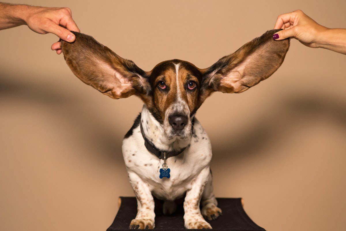 Basset Hound related to Paw-fectly Easy: Dog Steps for High Beds