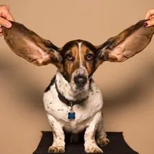 Basset Hound related to Paw-fectly Easy: Dog Steps for High Beds