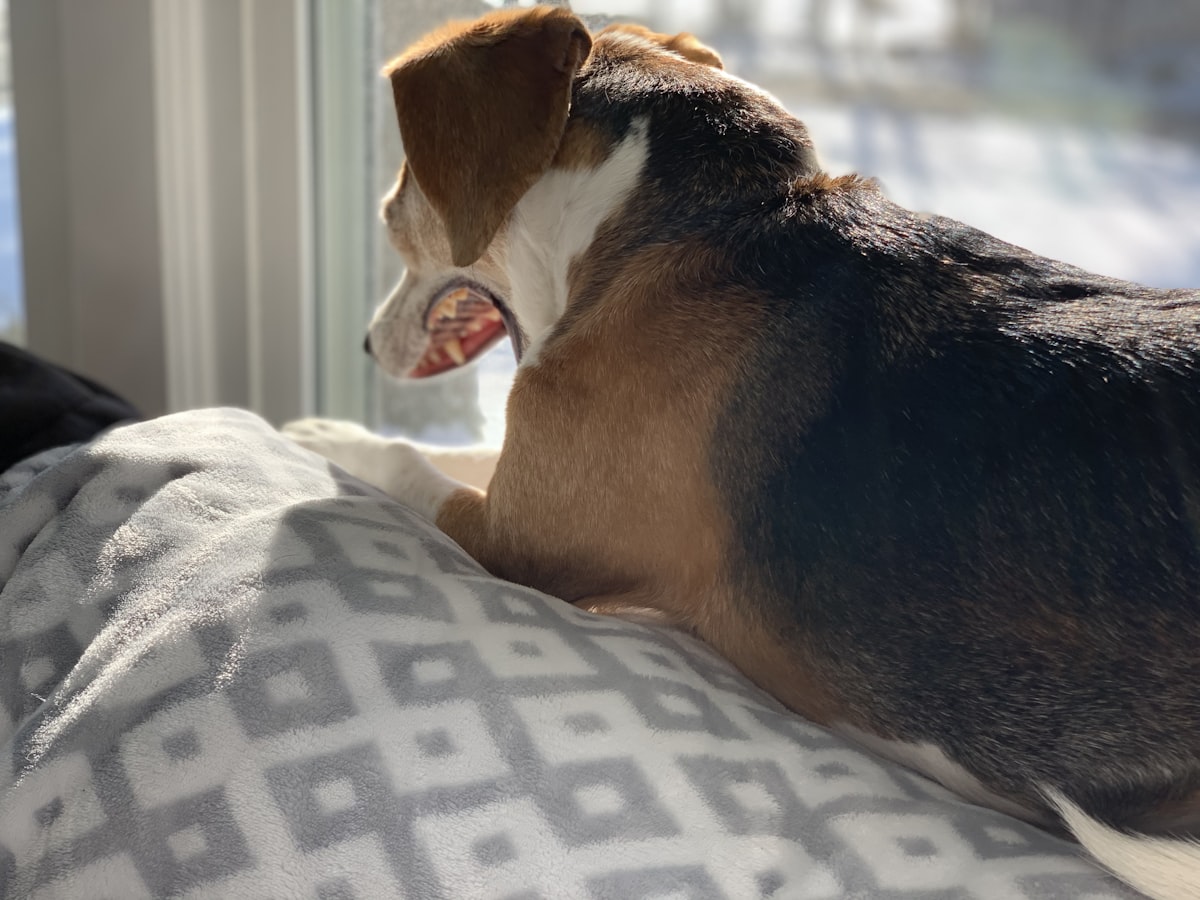 Beagle dog yawning related to Welcome to Willowbrook Bed and Breakfast