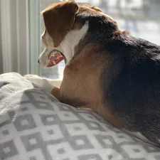 Beagle dog yawning related to Welcome to Willowbrook Bed and Breakfast