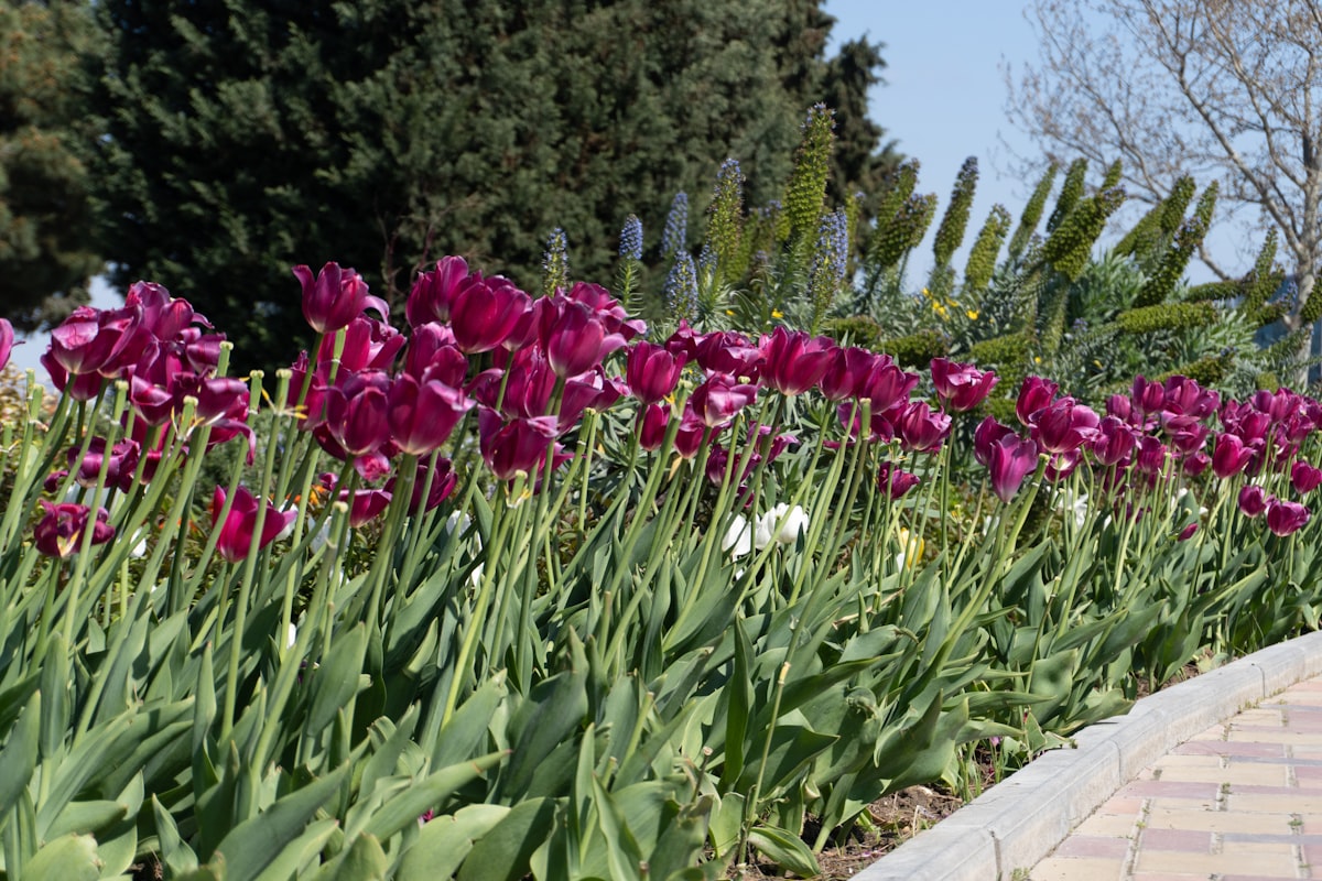 Beautiful flowers at the Baku Boulevard. related to Sowing Success: Raised Bed Garden Ideas and Beyond