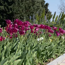 Beautiful flowers at the Baku Boulevard. related to Sowing Success: Raised Bed Garden Ideas and Beyond