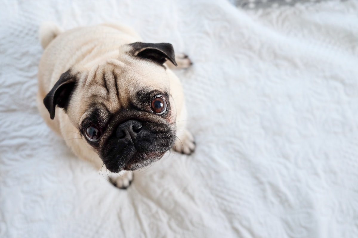 Begging eyes related to Comfy Slumber with the Best Pug Bed Sheets