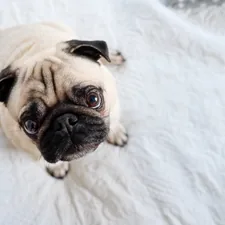 Begging eyes related to Comfy Slumber with the Best Pug Bed Sheets