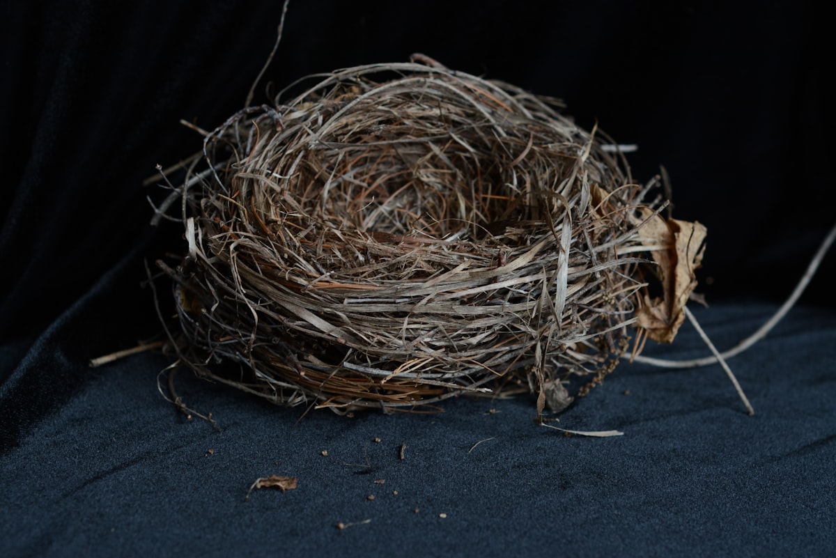 Birdnest related to Ultimate Comfort and Style with a Cozy Nest Bed