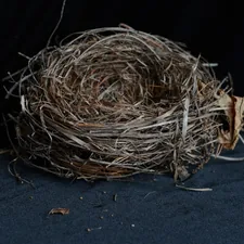 Birdnest related to Ultimate Comfort and Style with a Cozy Nest Bed