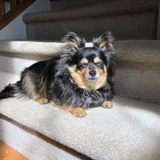 black and brown long coated small dog on white textile related to Elevate Your Pup's Comfort: The Ultimate Guide to Doggie Steps for Bed