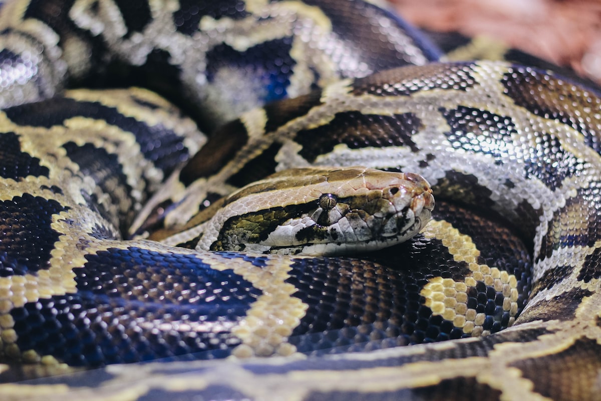 black and brown snake on brown ground related to The Ultimate Guide to Choosing Ball Python Bedding