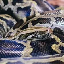 black and brown snake on brown ground related to The Ultimate Guide to Choosing Ball Python Bedding