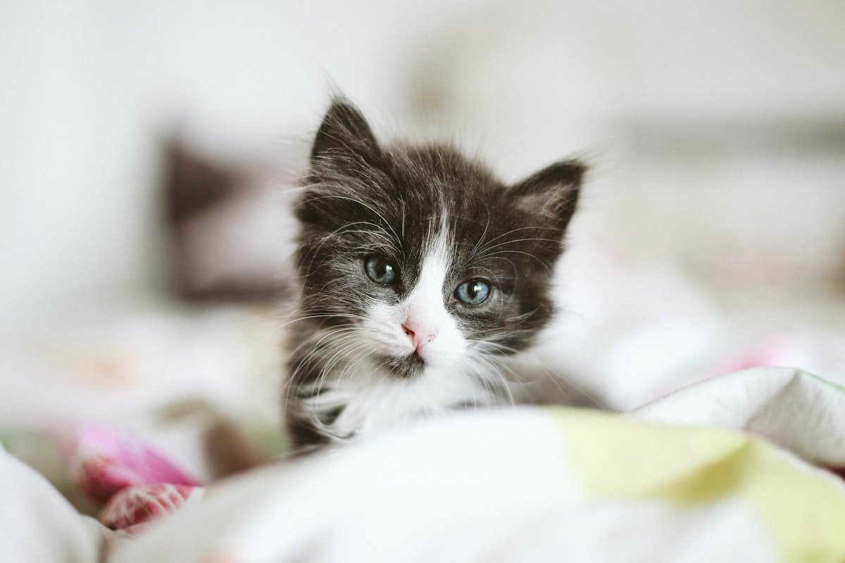 black and white kitten related to Transform Your Kitten's Sleep Space with the Perfect Bedding Set