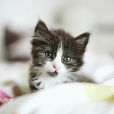 black and white kitten related to Transform Your Kitten's Sleep Space with the Perfect Bedding Set