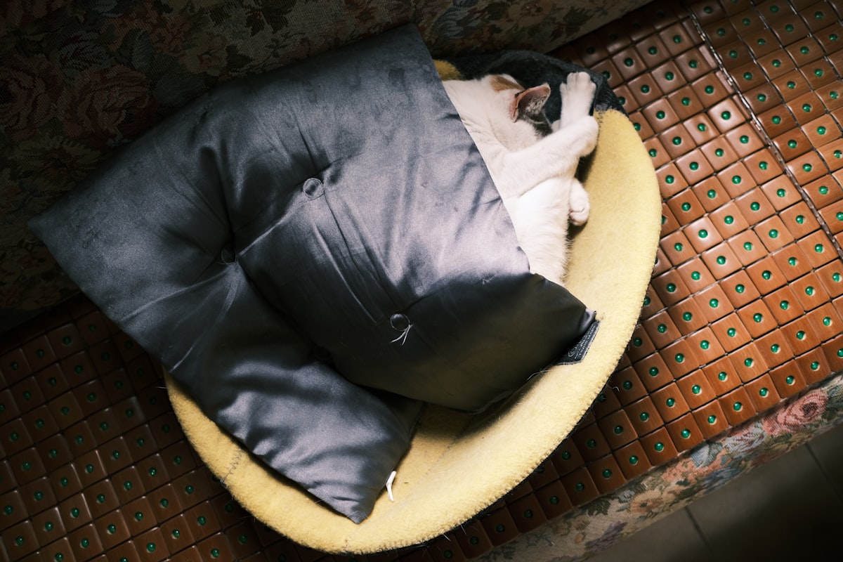 black and white short coated dog lying on yellow and black pet bed related to Ultimate Comfort: The Perfect Bean Bag Bed Setup