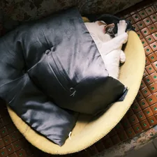 black and white short coated dog lying on yellow and black pet bed related to Ultimate Comfort: The Perfect Bean Bag Bed Setup