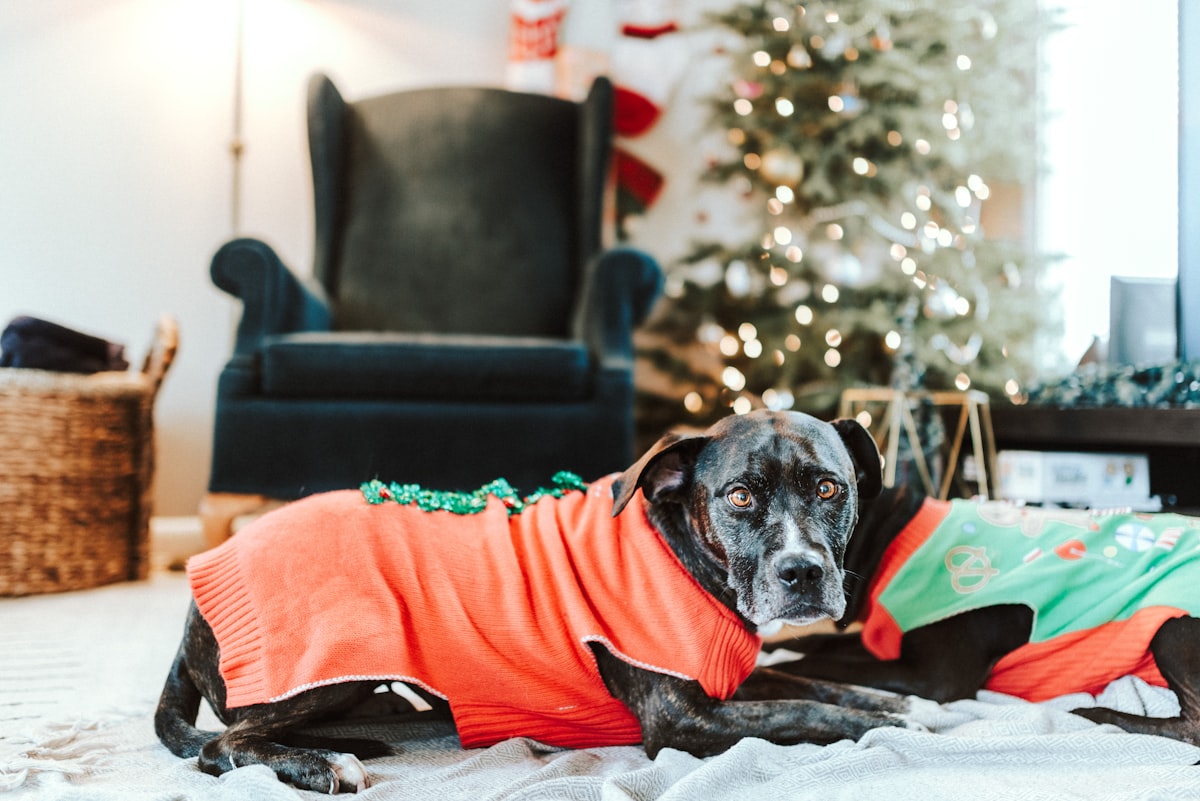 black and white short coated dog on black and red textile related to Cozy Up with Realtree Dog Beds: A Perfect Companion for Your Outdoor-Loving Pup