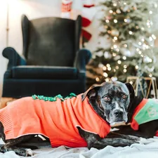black and white short coated dog on black and red textile related to Cozy Up with Realtree Dog Beds: A Perfect Companion for Your Outdoor-Loving Pup
