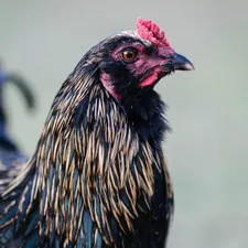 black and yellow rooster related to Blue Rooster Chimineas: A Breath of Coastal Serenity