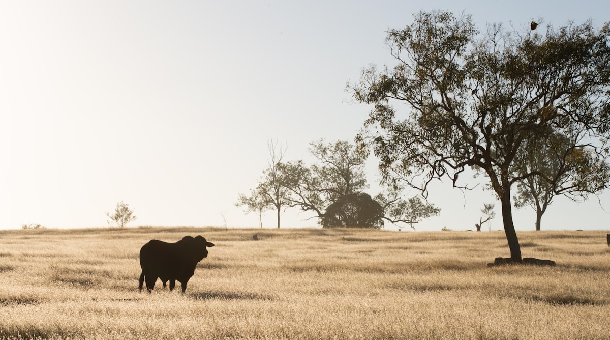 black cow on brown grass field during daytime related to Embrace the Country Charm with Exquisite Country Quilt Bedding Sets