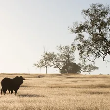 black cow on brown grass field during daytime related to Embrace the Country Charm with Exquisite Country Quilt Bedding Sets