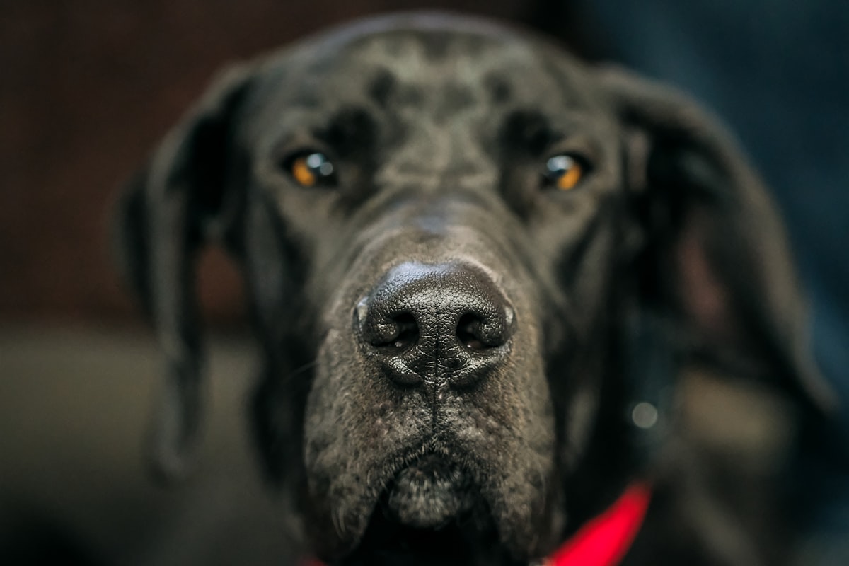 Black dog portait.  related to Choosing the Perfect Great Dane Dog Bed for Your Giant Companion