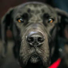 Black dog portait.  related to Choosing the Perfect Great Dane Dog Bed for Your Giant Companion