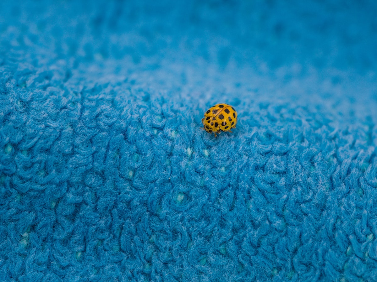 black dotted yellow ladybug on a blue towel related to Ladybug Adorned Baby Bliss