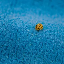 black dotted yellow ladybug on a blue towel related to Ladybug Adorned Baby Bliss