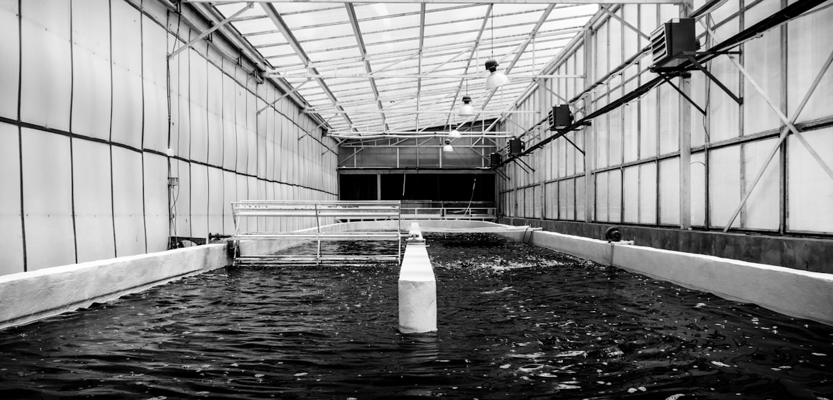Black Water related to Maximizing Efficiency with Aquaponics Grow Beds