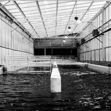 Black Water related to Maximizing Efficiency with Aquaponics Grow Beds