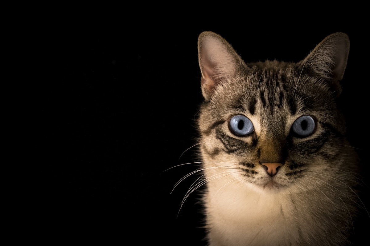 Blue-eyed cat portrait related to The Ultimate Guide to Cat Bunk Beds