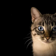 Blue-eyed cat portrait related to The Ultimate Guide to Cat Bunk Beds