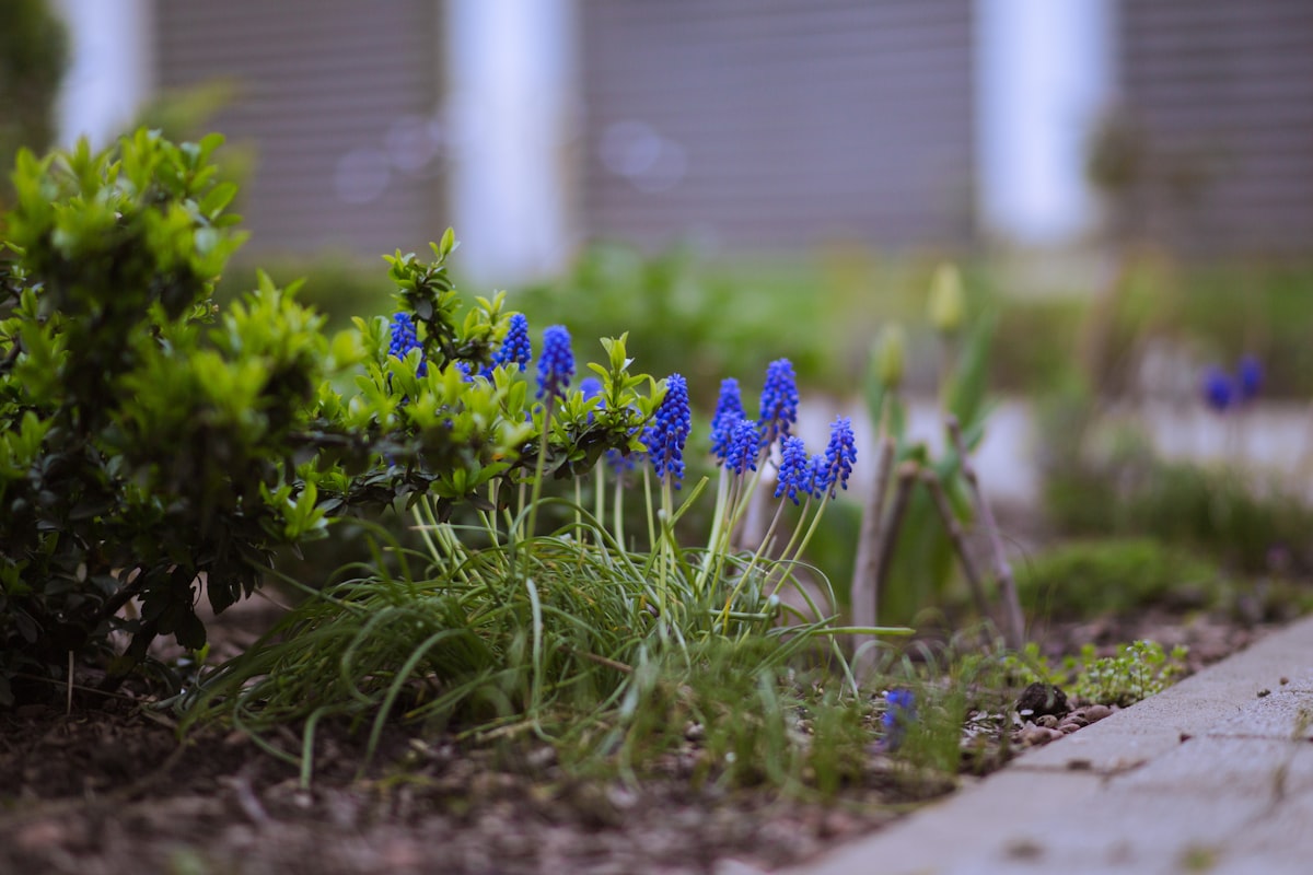 Blue muscari (grape hyacinth) growing in a spring flower bed near a garden path. related to Creative Approaches to Enhancing Your Garden