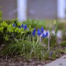 Blue muscari (grape hyacinth) growing in a spring flower bed near a garden path. related to Creative Approaches to Enhancing Your Garden