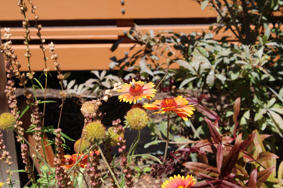 Bright orange-yellow blanket flowers and round spiky seed heads thrive in a sunlit garden bed in front of a warm wooden bench. related to Transform Your Garden with Corrugated Metal Beds: A Modern Solution