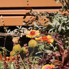 Bright orange-yellow blanket flowers and round spiky seed heads thrive in a sunlit garden bed in front of a warm wooden bench. related to Transform Your Garden with Corrugated Metal Beds: A Modern Solution
