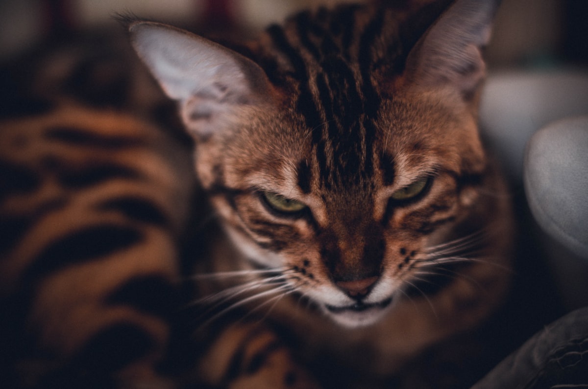 brown and black tabby cat related to Effective Solutions: The Best Bengal Bed Bug Spray for Your Home