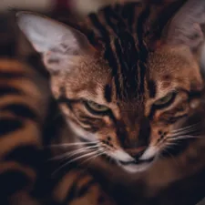 brown and black tabby cat related to Effective Solutions: The Best Bengal Bed Bug Spray for Your Home