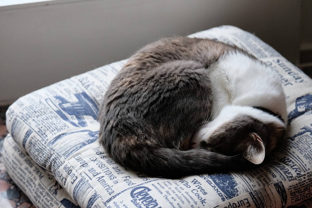 brown and white cat lying on blue and white textile related to Purrfect DIY Cat Beds: Spark Joy and Comfort for your Feline Friend