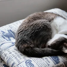 brown and white cat lying on blue and white textile related to Purrfect DIY Cat Beds: Spark Joy and Comfort for your Feline Friend