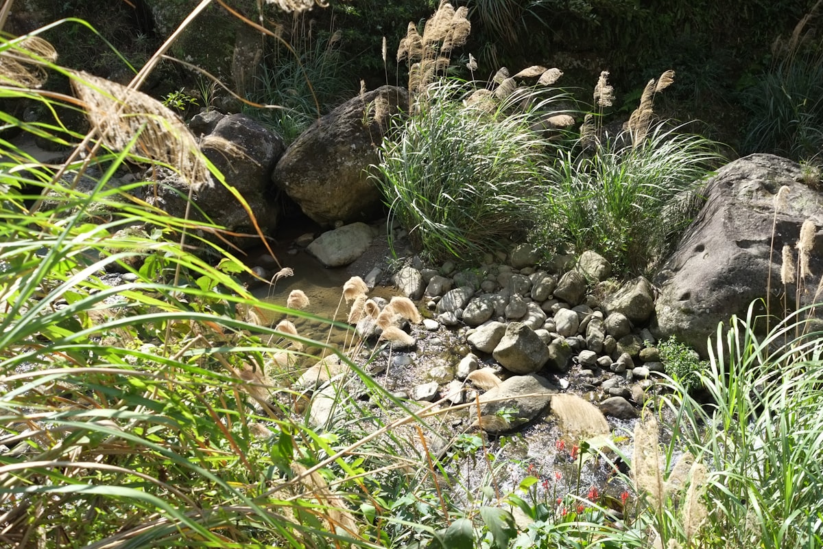 brown and white dog on rocky ground related to Transform Your Yard with Stunning Dry Creek Bed Landscaping