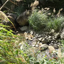 brown and white dog on rocky ground related to Transform Your Yard with Stunning Dry Creek Bed Landscaping