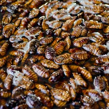 brown beetle related to The Itchy Truth About Bed Bug Bites
