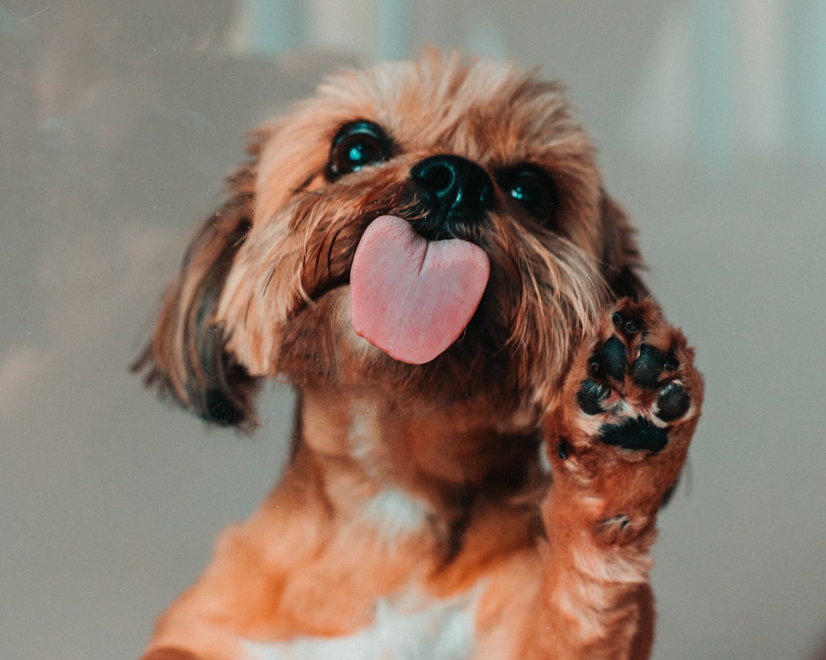 Brown dog licking related to Paw-fectly Easy: Dog Steps for High Beds